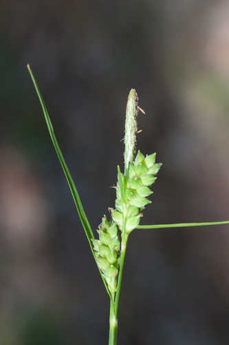 Carex tenax #14